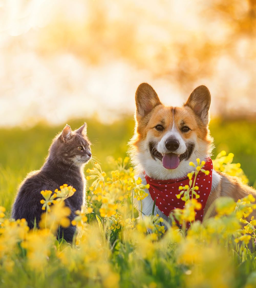 dog and cat in field at sunset